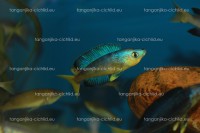 /album/fotogaleria-cyprichromis-microlepidotus-bulupoint/obra%cc%81zok-221-jpg/